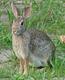 Wildlife and Animals in Pennsylvania 99 Home82