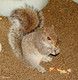 Wildlife and Animals in Pennsylvania 102 Home85
