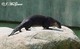 Wildlife and Animals in Pennsylvania 103 Home86