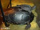 Wildlife and Animals in Pennsylvania 106 Home89