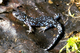 Wildlife and Animals in Pennsylvania 115 Home98