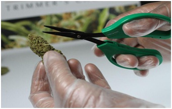 Bud Scissors