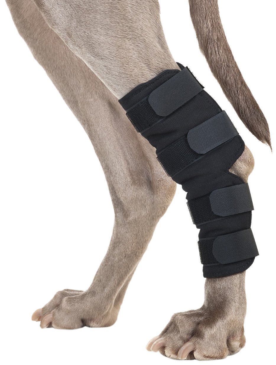 Back on Track Therapeutic Dog Rear LegHock Brace