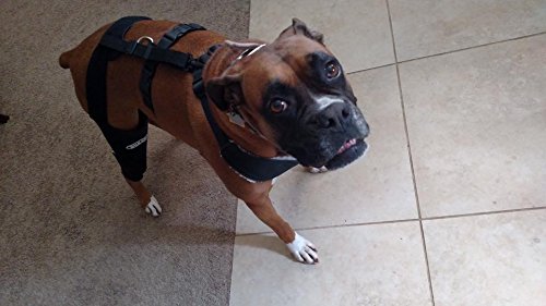 Ortho Dog Cruciate Care Knee Brace