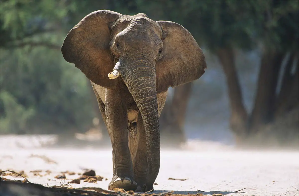 Elephant Hair Bracelet Meaning o