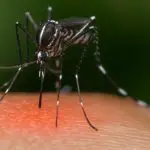 Top 7 Organic Mosquito Control Spray