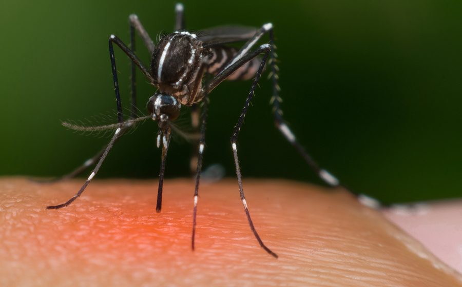 Macro Of Mosquito (aedes Aegypti) Sucking Blood