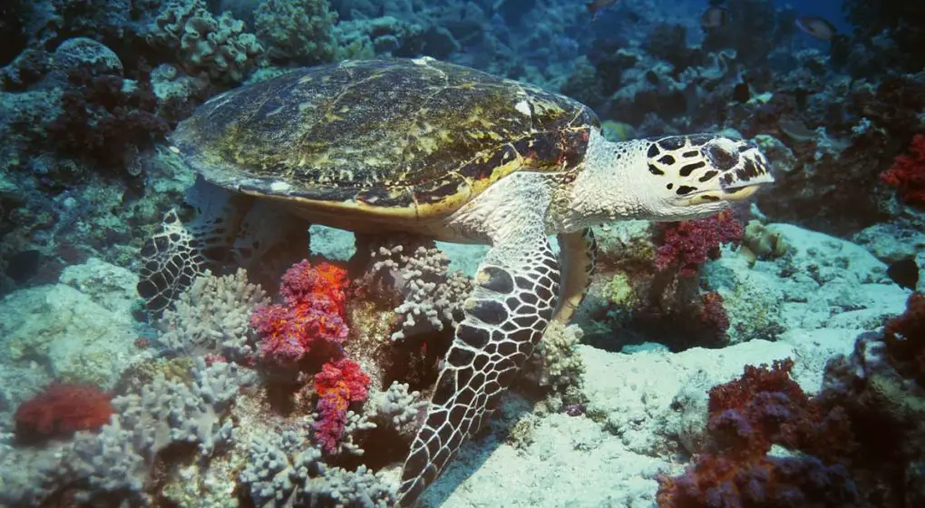 Turtle Turtle