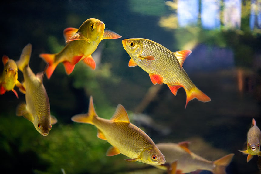 How do Gills Work?