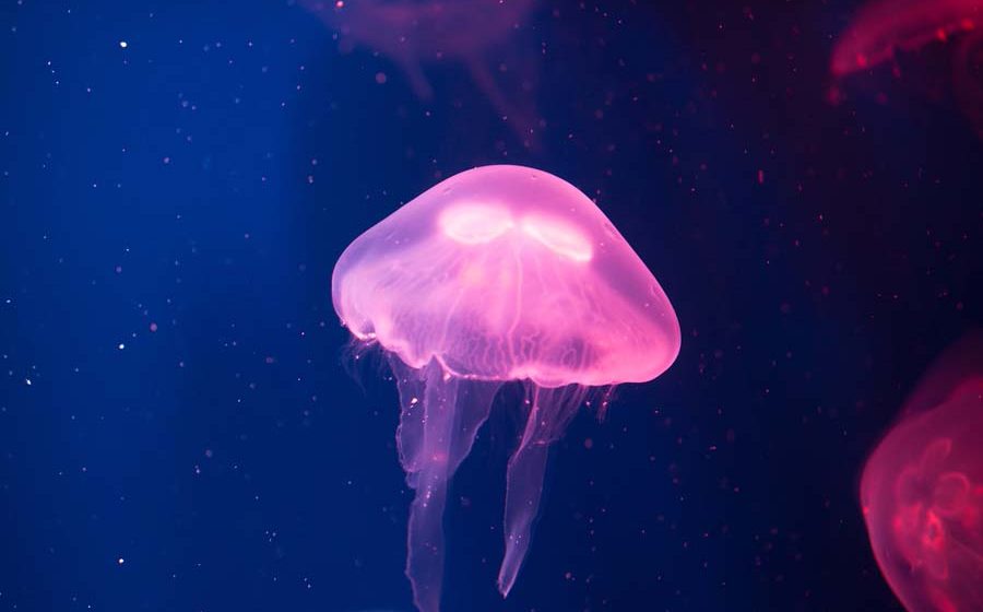 Jellyfish Jellyfish