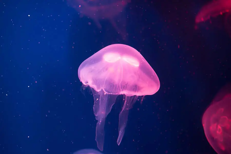 Do Pink Jellyfish Sting