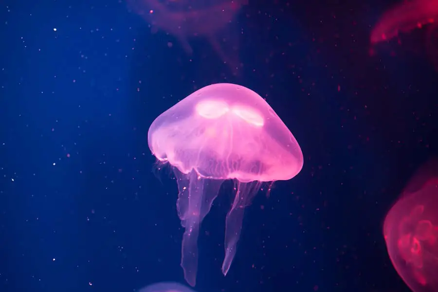 Jellyfish