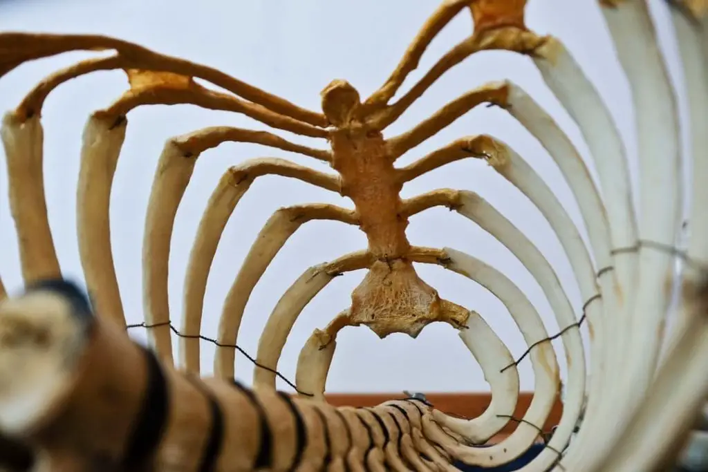 What Happens When You Crack Your Back 2 Anatomy of spine