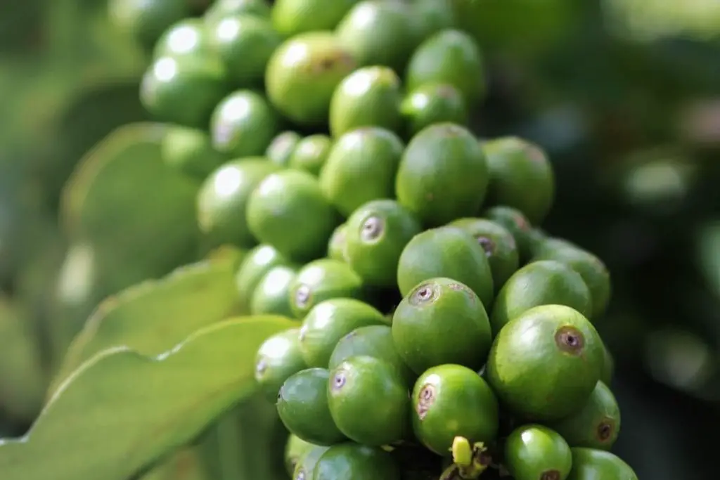 What Happens if You Swallow a Cherry Seed 1 What Happens If You Swallow A Cherry Seed
