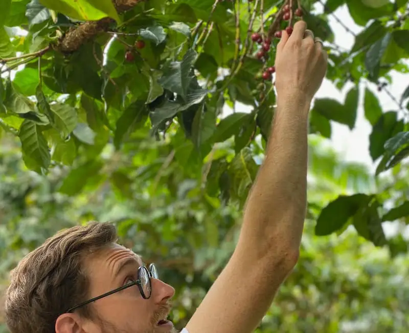 Are there any benefits to swallowing cherry seeds?