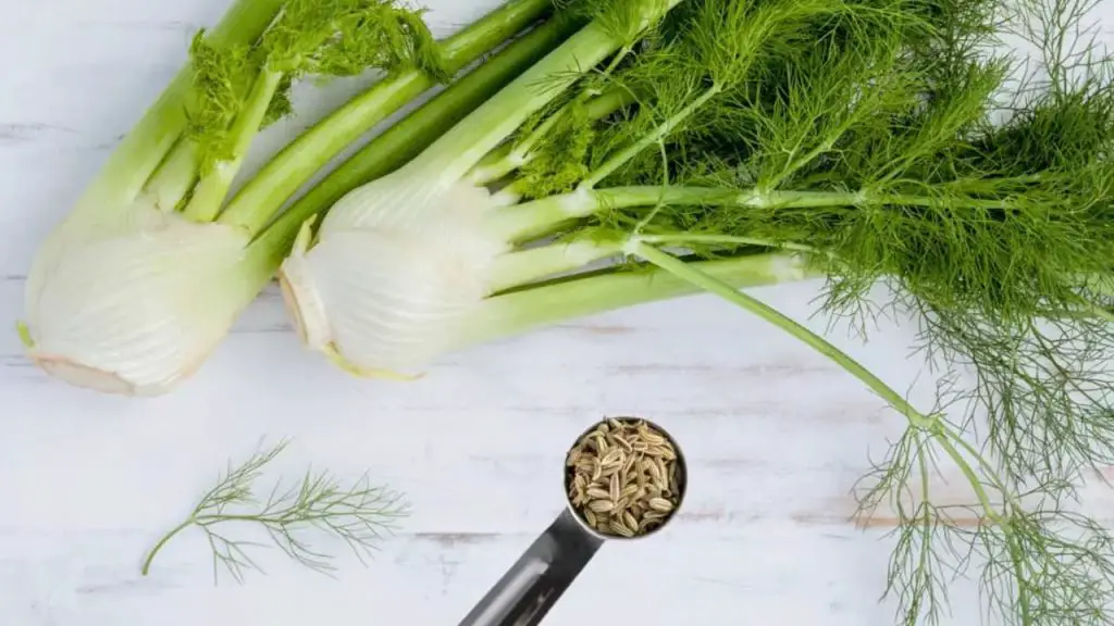 What Does Fennel Taste Like 1 Fennel