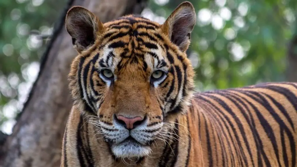 How Much Does a Tiger Weigh 1 Tiger