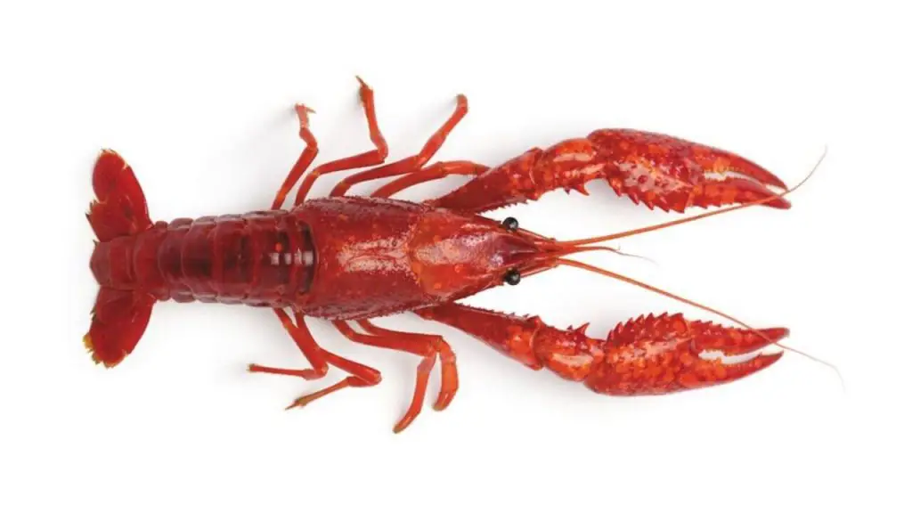 What Does Crawfish Taste Like 1 Crawfish