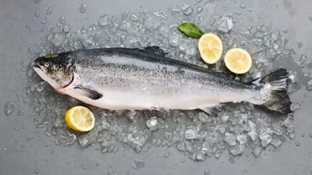 What Does Salmon Taste Like 1 Salmon