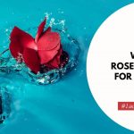 What Does Rose Water Do For Your Skin
