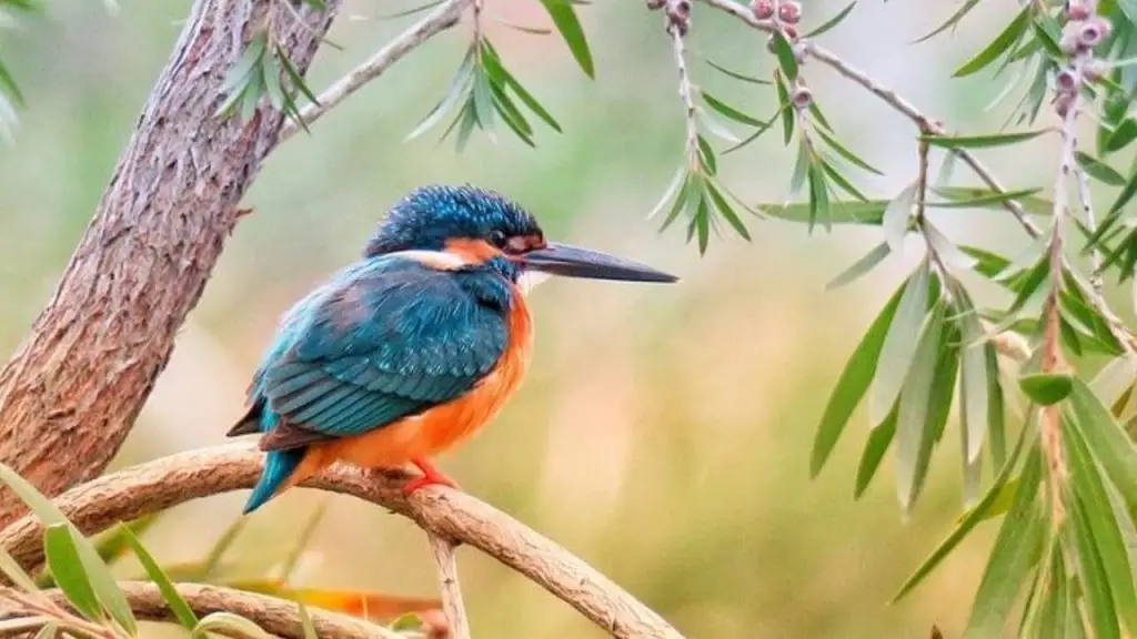 What Does A Blue Bird Mean 1 Blue Bird on tree