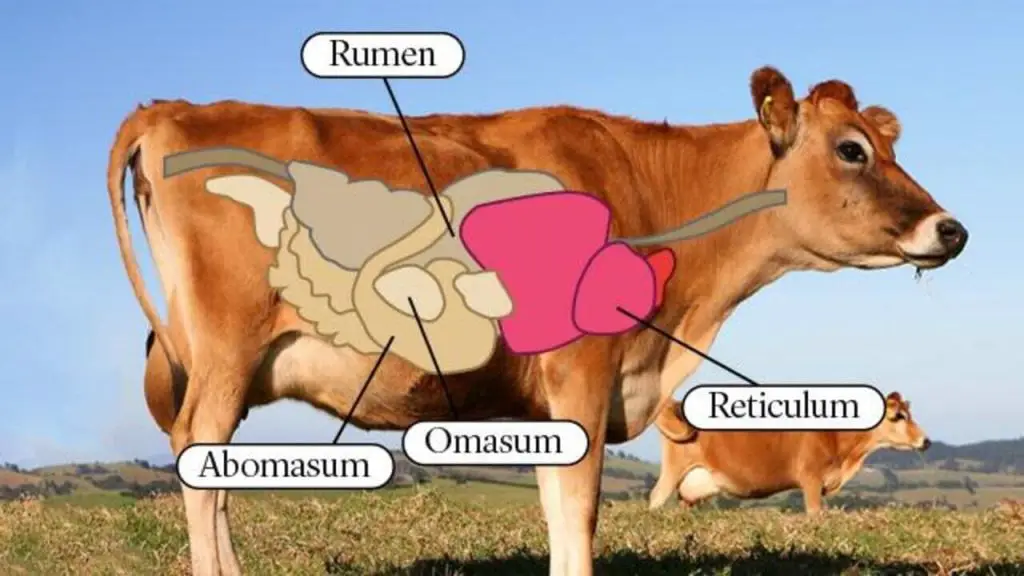 How Many Stomachs Does a Cow Have 2 Compartments of the Stomach