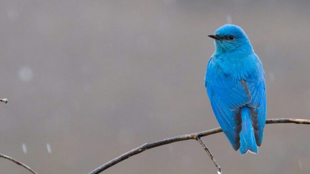 What Does A Blue Bird Mean 2 Dreams of Bluebirds
