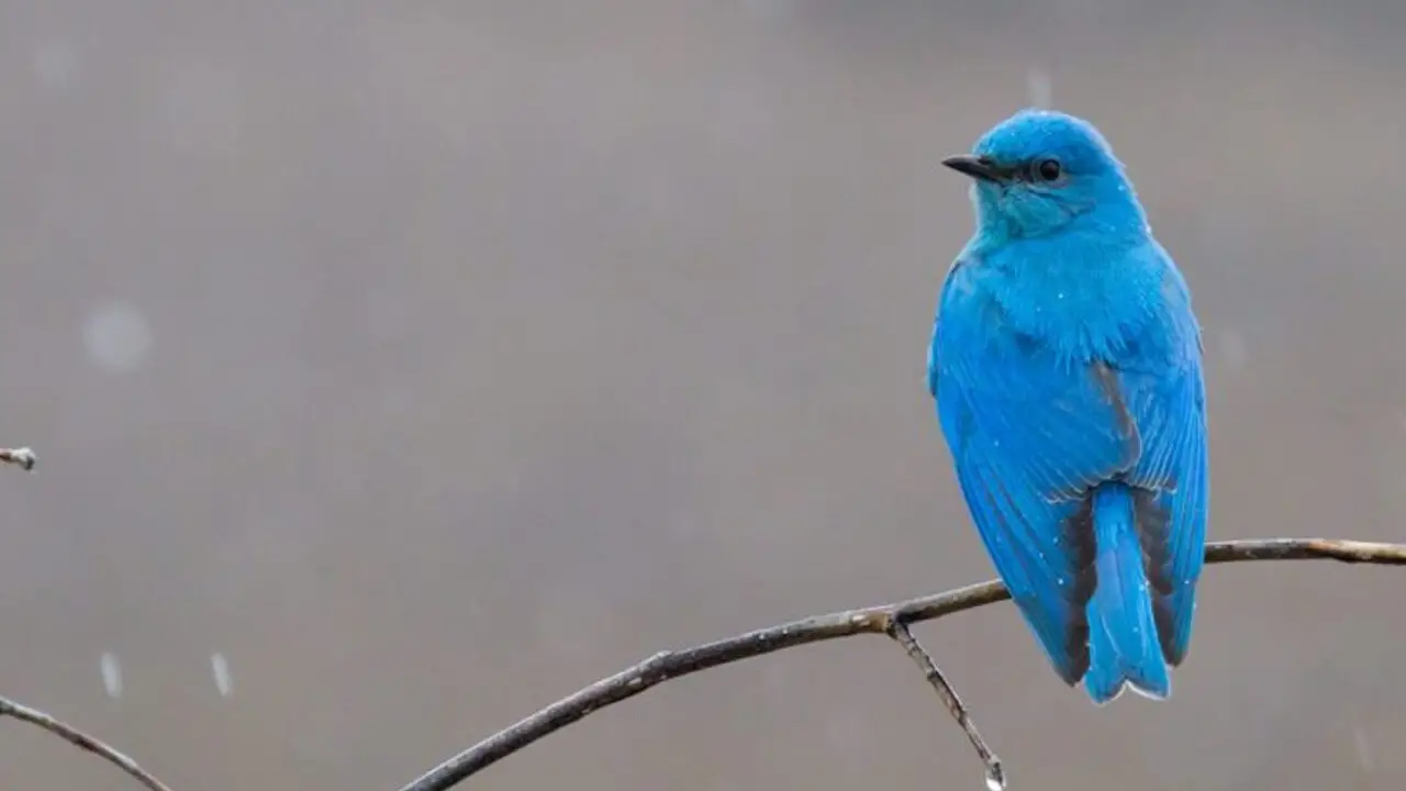 What Does A Blue Bird Mean