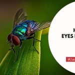 How Many Eyes Does A Fly Have