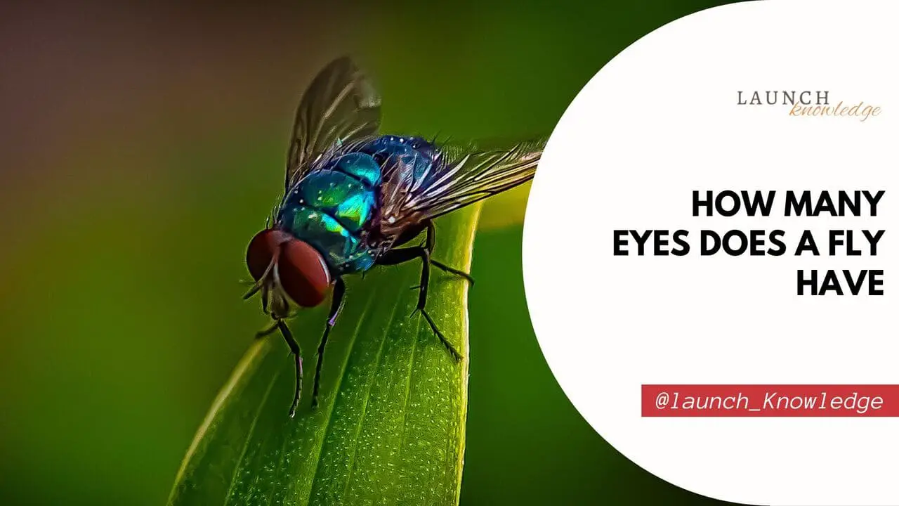 How Many Eyes Does A Fly Have