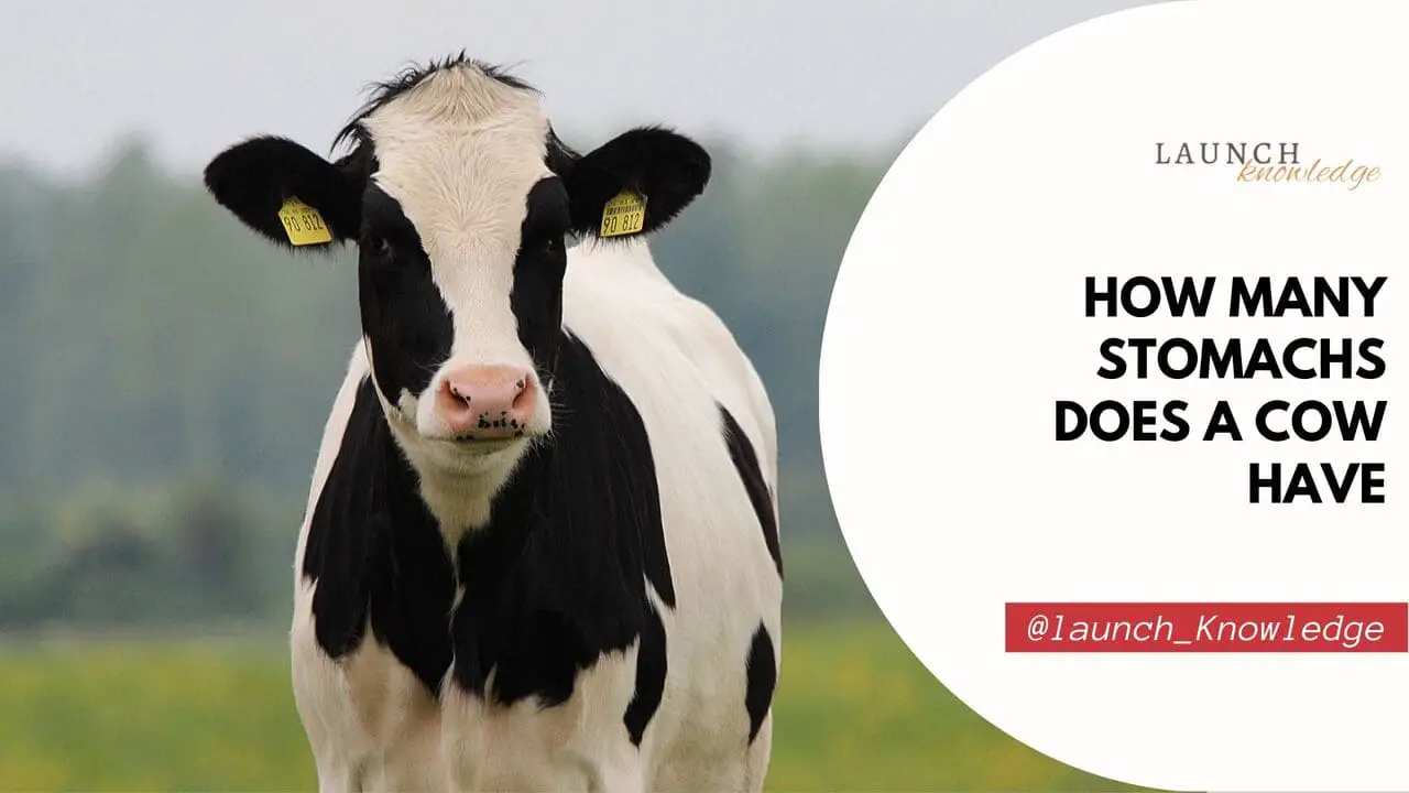 How many stomachs does a cow have