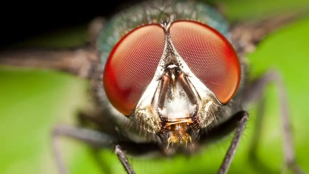 Kind Of Fly that Has 6,000 Eyes