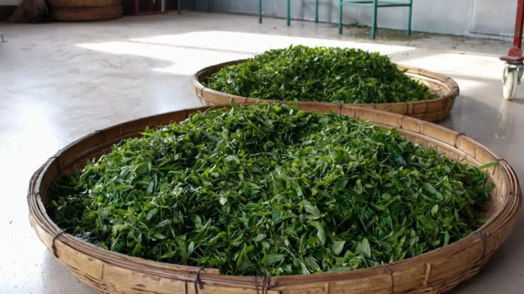 What Does Green Tea Taste Like 2 Tea Processing