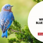 What Does A Blue Bird Mean