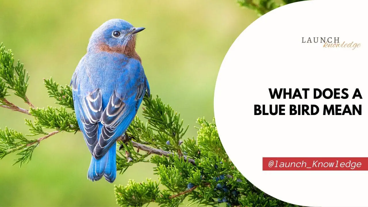 What Does A Blue Bird Mean