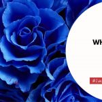 What Does A Blue Rose Mean