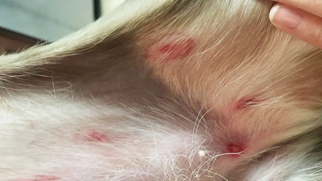 Dog bitten by bugs