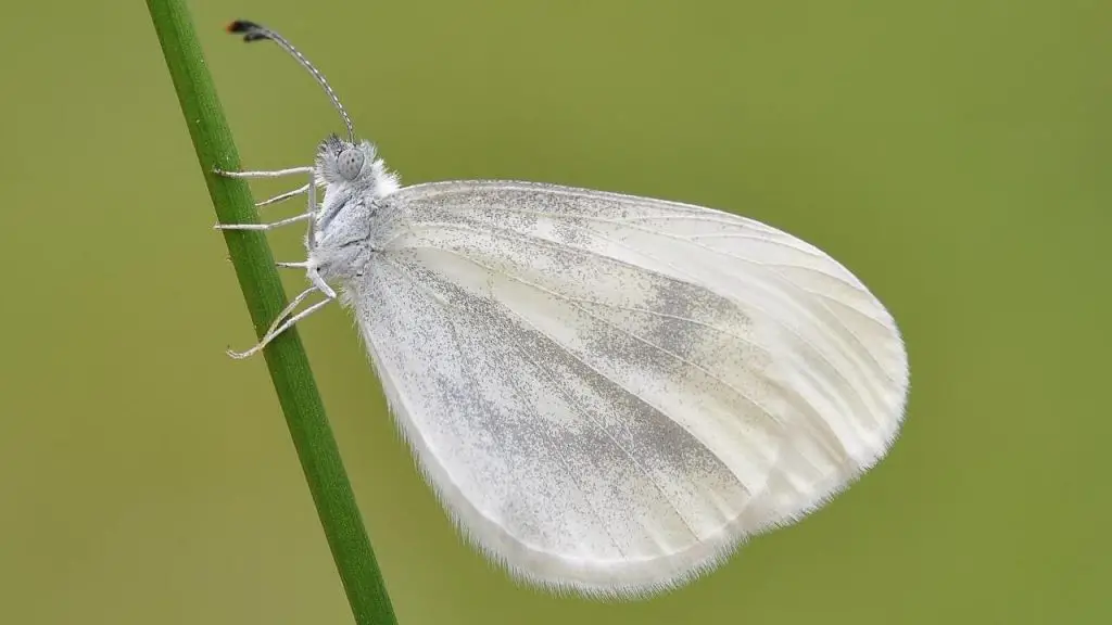 White Butterfly