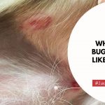 What Does a Bug Bite Look Like on a Dog
