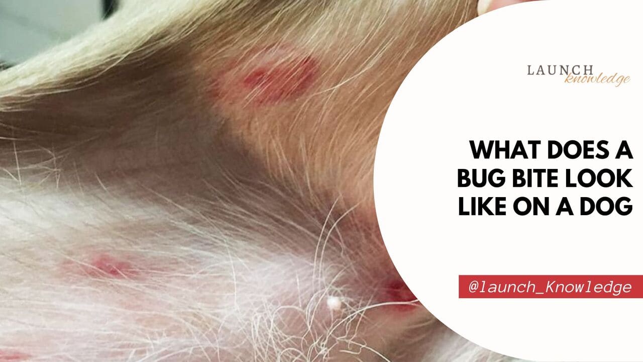 What Does a Bug Bite Look Like on a Dog