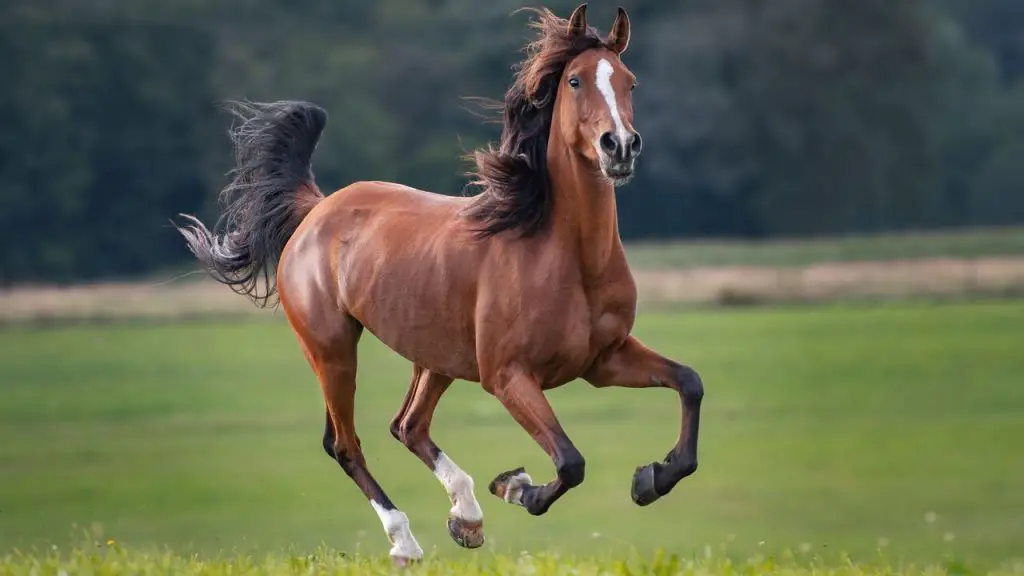 Horse Running