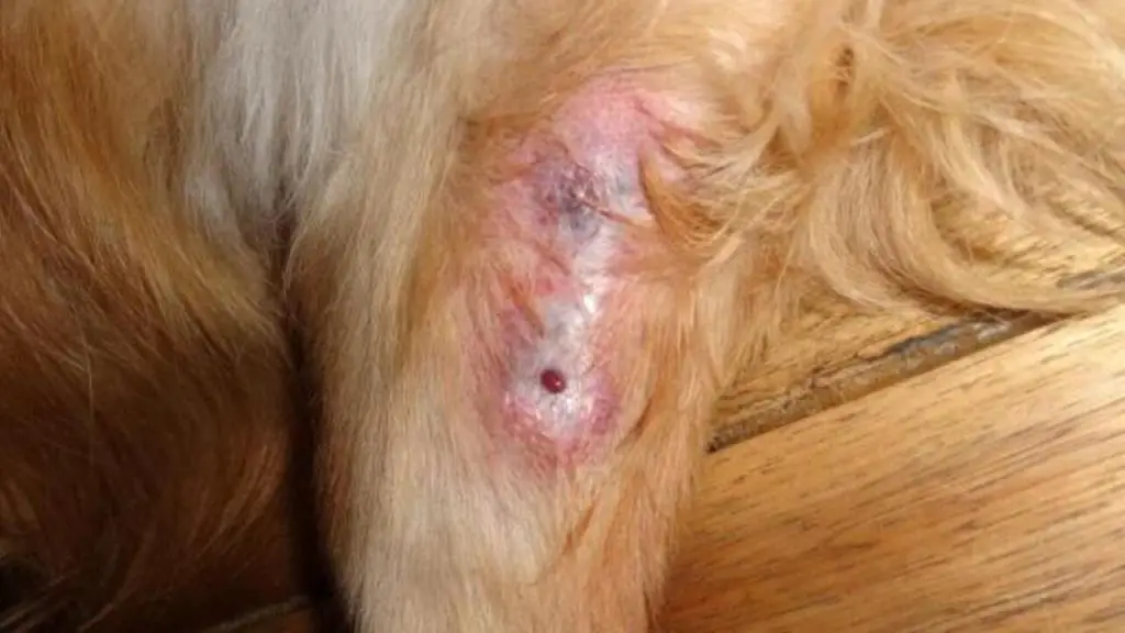 What Does a Spider Bite Look Like on a Dog 1 Dog bitten by Spider