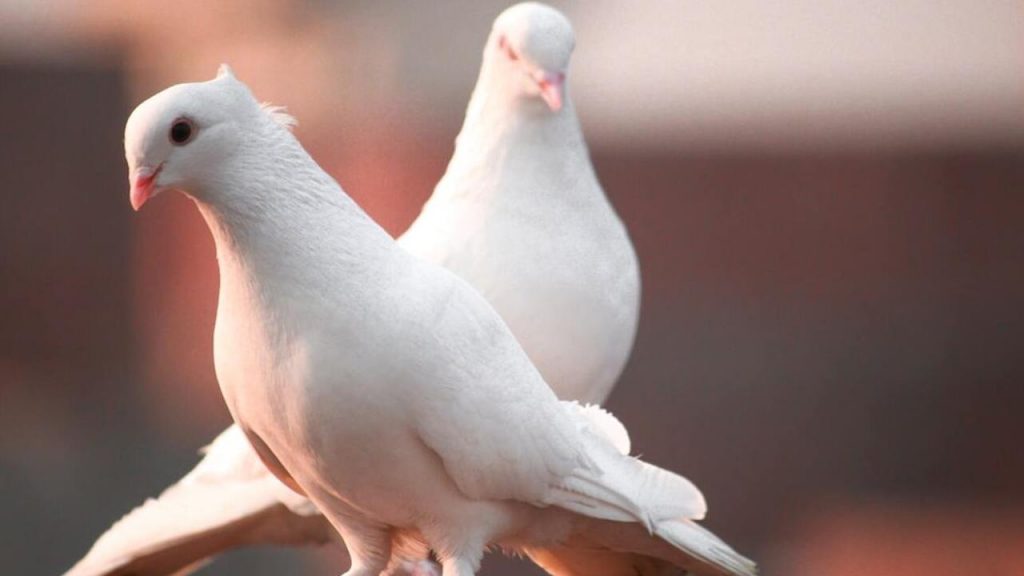 Two White Dove