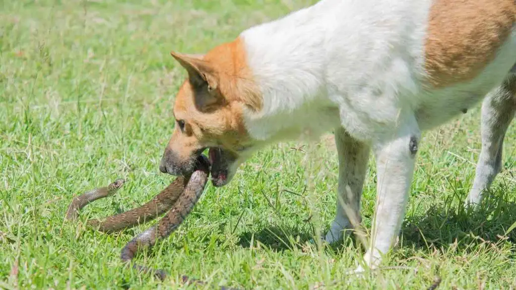dog snake fighting