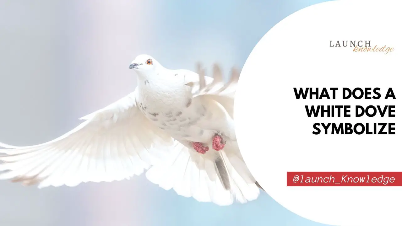 What Does A White Dove Symbolize