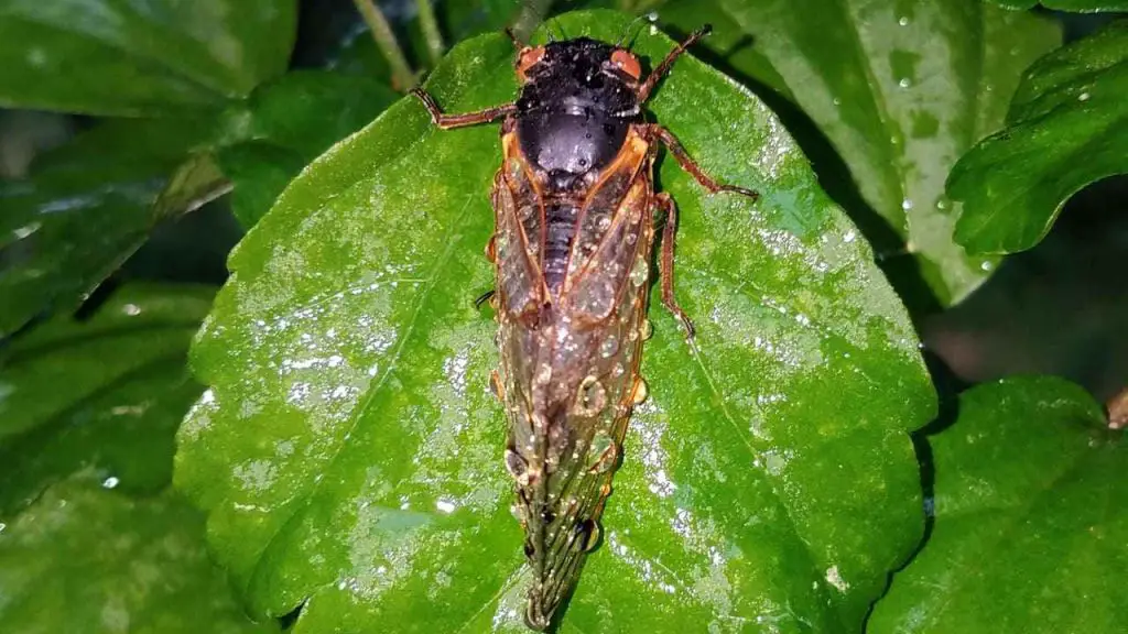 Do Cicadas Die In The Rain 1 Cicadas on a leaf