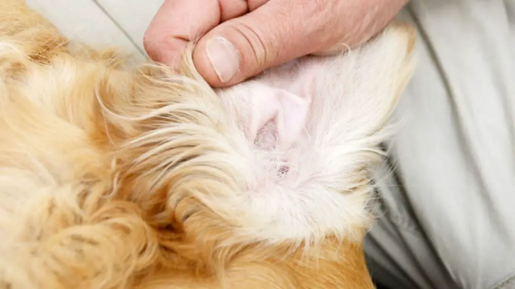 What Does an Ear Infection Look Like Through an Otoscope 1 Ear Infection