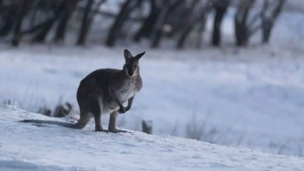 Snow Falls In Australia