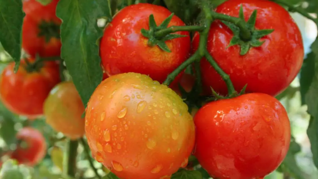 tomato tree