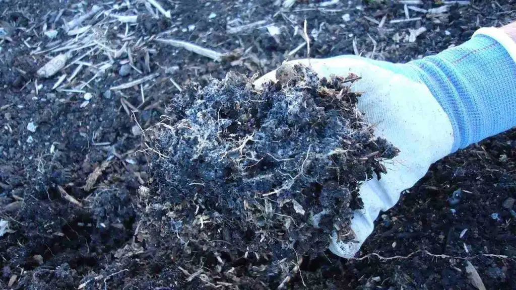 White Fungus In Soil